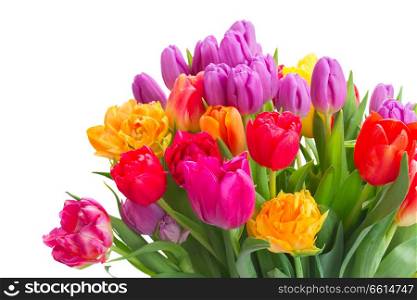 bouquet of bright spring tulips close up isolated on white background. bouquet of bright spring tulips