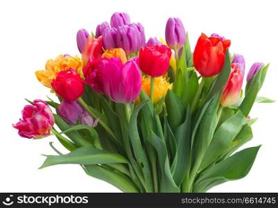 bouquet of bright spring tulips isolated on white background. bouquet of bright spring tulips