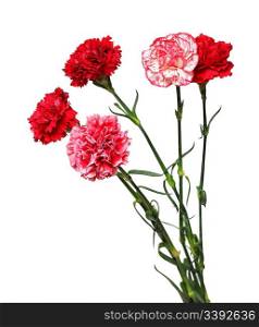 bouquet of carnation flowers isolated on white