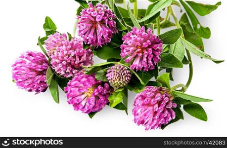 Bouquet of clover flowers with green leaves isolated on white background