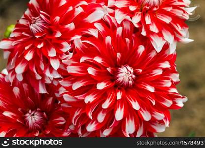 Bouquet of dahlia flowers in red white. Dahlia flowers red white