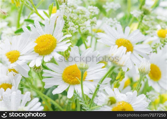 Bouquet of daisies covered dew drops closeup