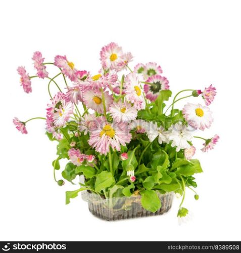 Bouquet of daisy flowers. A gift, a present from the garden to the family on the day of the event. Home decoration, interior design with your own hands. Plants from nature ecological in a vase.. Pink daisy seedling in plastic container isolated on white background