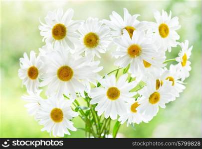 bouquet of daisy flowers on green background
