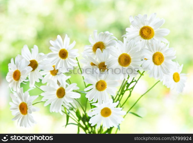 bouquet of daisy flowers on green background