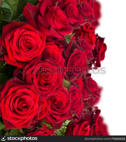 bouquet of dark red roses close up isolated on white background. bouquet of dark red roses close up