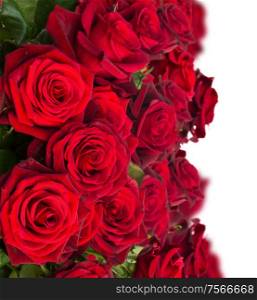 bouquet of dark red roses close up isolated on white background. bouquet of dark red roses close up