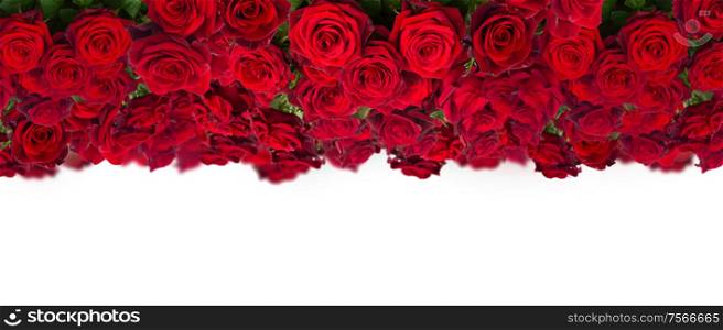 bouquet of dark red roses wide banner isolated on white background. bouquet of dark red roses close up