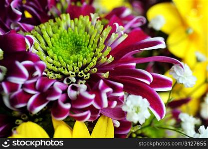 bouquet of different flowers. yellow gerbera and purple chrysanthemums