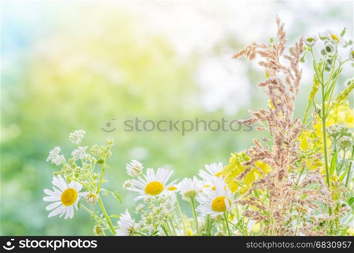 Bouquet of different multicolored wildflowers closeup outdoors on blurred nature background, with copy-space