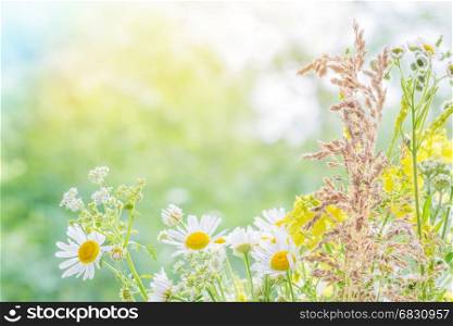 Bouquet of different multicolored wildflowers closeup outdoors on blurred nature background, with copy-space