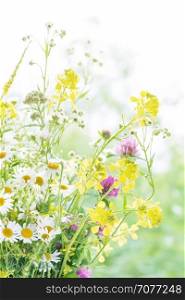 Bouquet of different yellow, pink and white wild flowers closeup outdoors