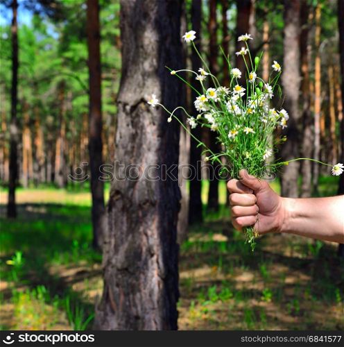 bouquet of field white chamomiles in a male hand against a forest background