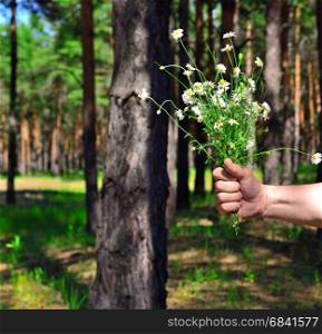 bouquet of field white chamomiles in a male hand against a forest background