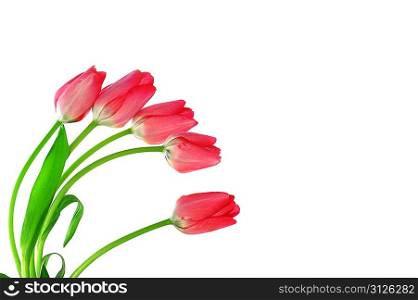bouquet of five red tulips