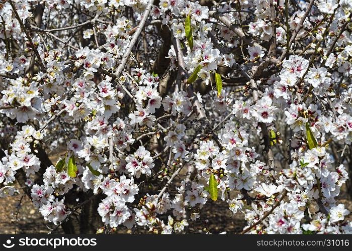 Bouquet of Flowering Almond as Background