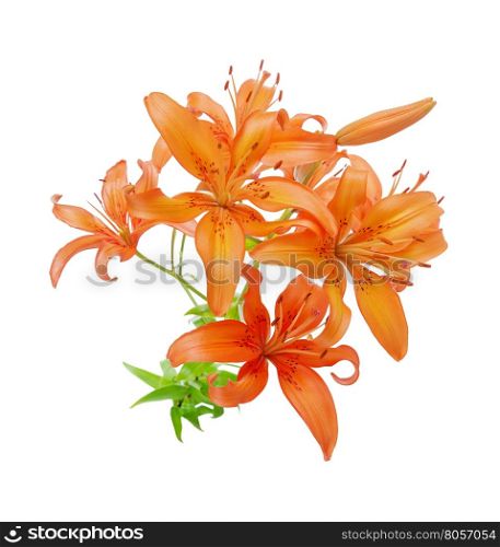 Bouquet of flowers of orange lilies isolated on white background