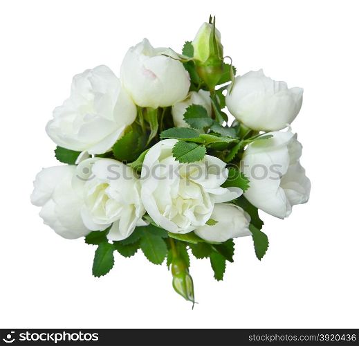 Bouquet of fragrant flowers of white dog-roses on a white background