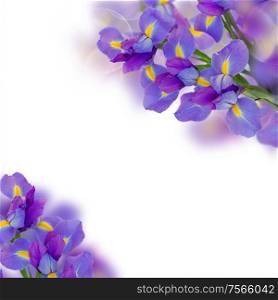 bouquet of frame irises isolated on white background. bouquet of irises