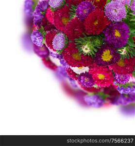 bouquet of fresh aster flowers isolated on white background