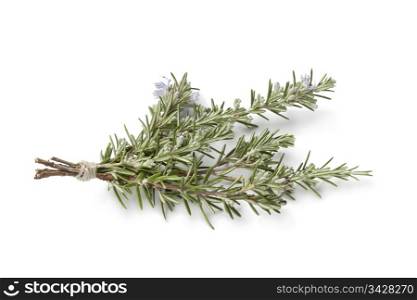 Bouquet of fresh blooming rosemary on white background