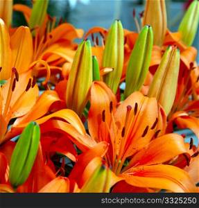 Bouquet of fresh colored lilies