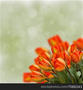 bouquet of fresh orange tulips on green background