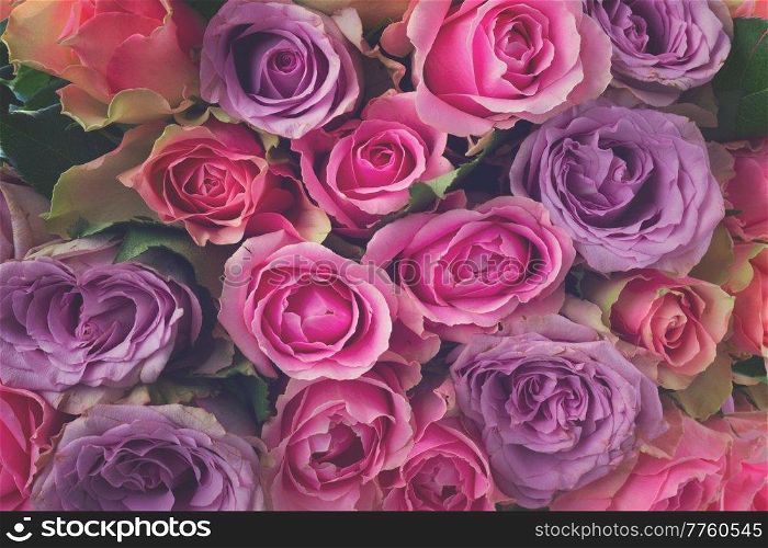 bouquet of fresh pink and violet fresh roses close up background, retro toned. bouquet of fresh roses