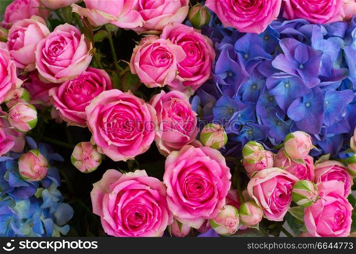 bouquet of fresh pink roses and blue hortensia flowers  close up
