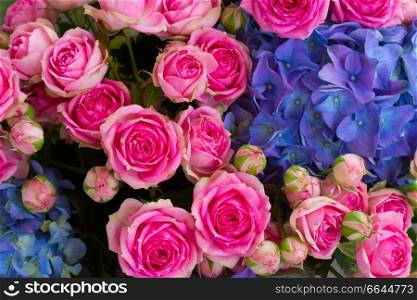 bouquet of fresh pink roses and blue hortensia flowers  close up