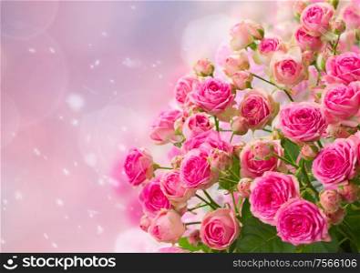bouquet of fresh pink roses on blue and pink bokeh background. bouquet of pink roses