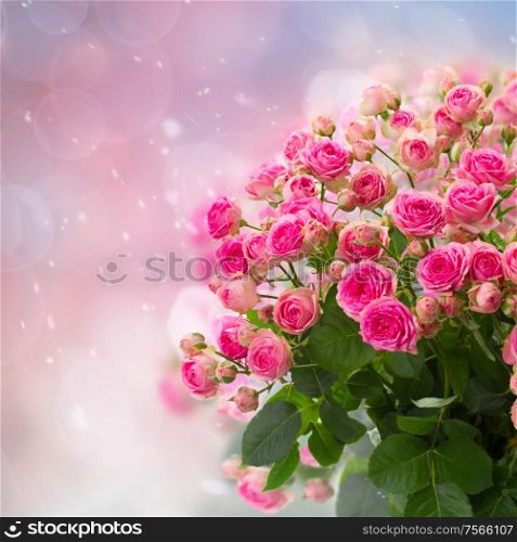 bouquet of fresh pink roses on blue and pink bokeh background. bouquet of pink roses