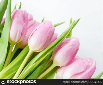 Bouquet of fresh pink tulip flowers covered with dew drops close-up isolated on white background
