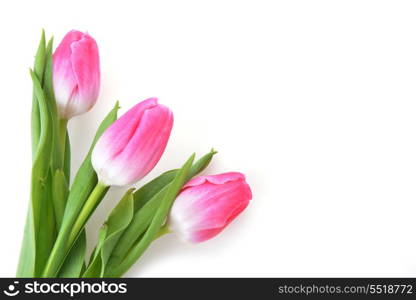 bouquet of fresh pink tulips