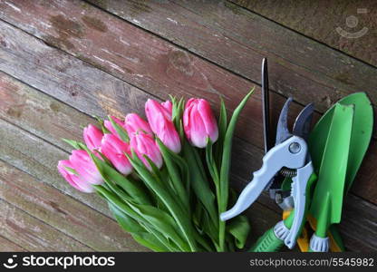 bouquet of fresh pink tulips and garden tools on wooden background