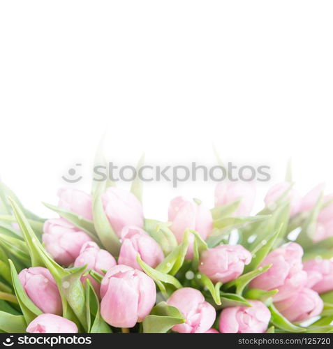 Bouquet of fresh pink tulips flowers close-up isolated on a white background with copy-space