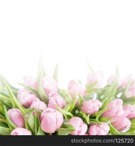 Bouquet of fresh pink tulips flowers close-up isolated on a white background with copy-space