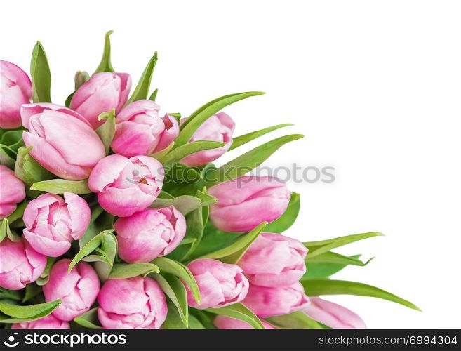 Bouquet of fresh pink tulips flowers close-up isolated on white background