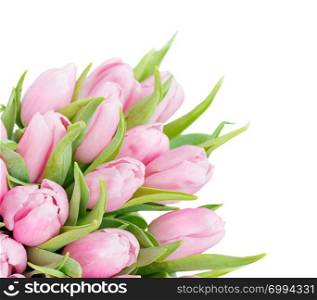 Bouquet of fresh pink tulips flowers close-up isolated on white background