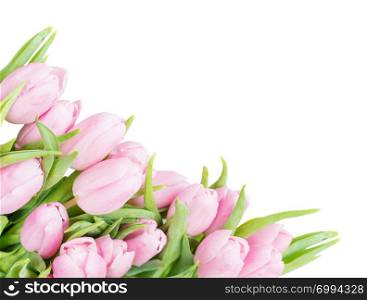 Bouquet of fresh pink tulips flowers covered with dew drops close-up isolated on white background