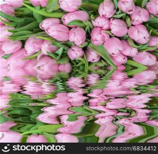 Bouquet of fresh pink tulips flowers covered with dew drops close-up reflected in a water surface with small waves