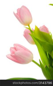Bouquet of fresh pink tulips over white