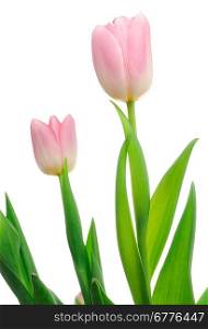 Bouquet of fresh pink tulips over white