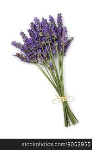 Bouquet of fresh purple lavender flowers on white background