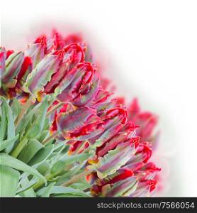 bouquet of fresh red parrot tulips on white background