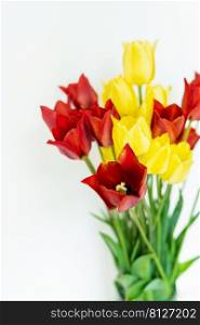 Bouquet of fresh red-yellow tulips on a white background with copy space. Place for an inscription. Bouquet of fresh red-yellow tulips on a white background with copy space. Place for an inscription.