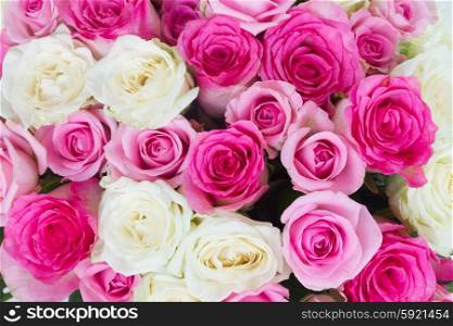 bouquet of fresh roses. background of pink and white fresh roses close up