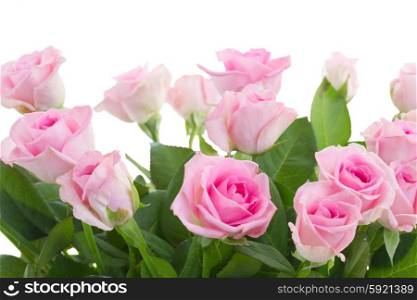 bouquet of fresh roses. border of pink fresh roses isolated on white background