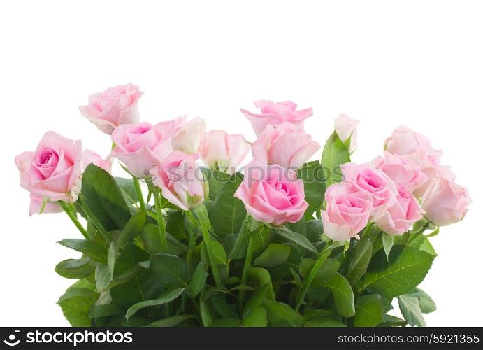 bouquet of fresh roses. bouquet of pink fresh roses isolated on white background