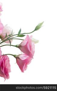 bouquet of fresh roses. bunch of pink eustoma flowers isolated on white background
